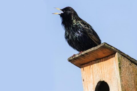 Grįžtantiems paukščiams – jaukius namus