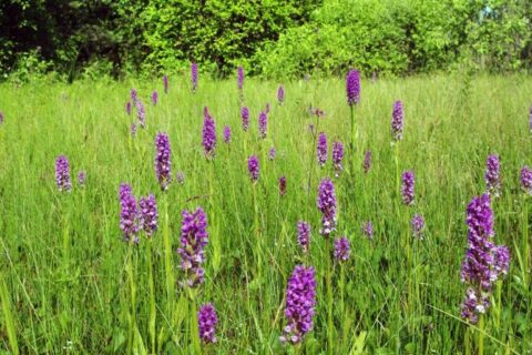 Lietuviškose pievose žydi kelios dešimtys rūšių orchidėjų
