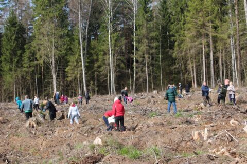 Miškasodis 2017: Vyžuonų girininkijoje bus sodinami medeliai
