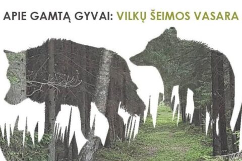 Nacionaliniame lankytojų centre – pažintis su vilkais
