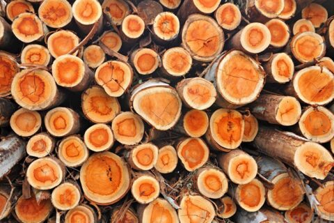 Pardavusieji medieną ar nenukirstą mišką mokestį turi sumokėti iki liepos vidurio