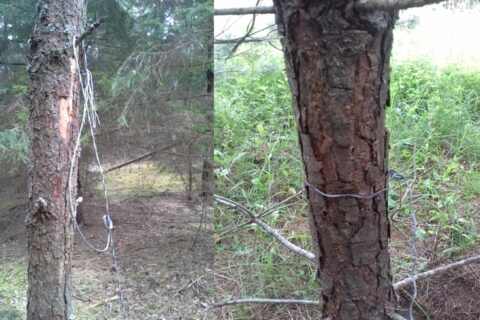 Išgelbėta į kilpą pakliuvusi stirna