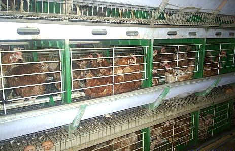 Paukščių gerovė patikrinta penkiuose paukštynuose