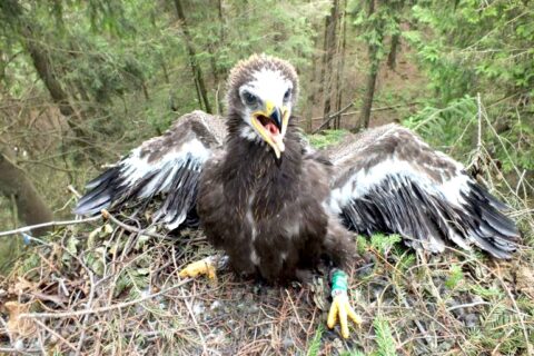 Sparnuotieji Lietuvos ambasadoriai garsins šalies vardą pasaulyje