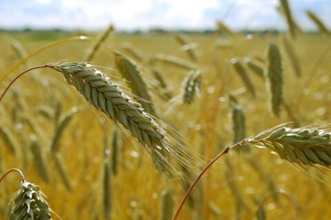 Tiesioginių išmokų avansai žemdirbiams – jau greitai