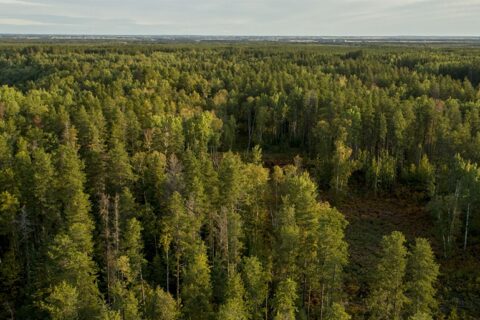 Miškų projektams paramos lėšų pakanka