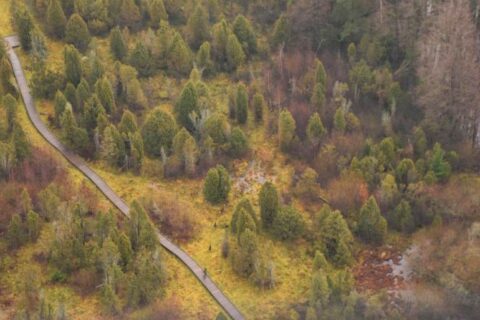 Atkuriant saugomas Lietuvos pievas pasitelkiami ir stambieji galvijai
