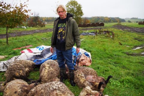 Vilkų gauja gerokai praretino juodgalvių avių bandą