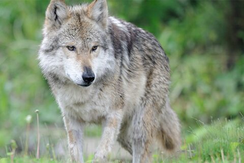Tai aktualu ūkininkams: kaip apsaugoti gyvulius nuo vilkų