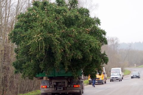 Utenoje jau juntama Kalėdų dvasia