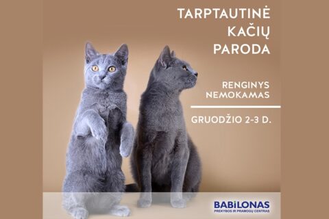 Į Panevėžį atkeliauja švelniausios pasaulyje panteros