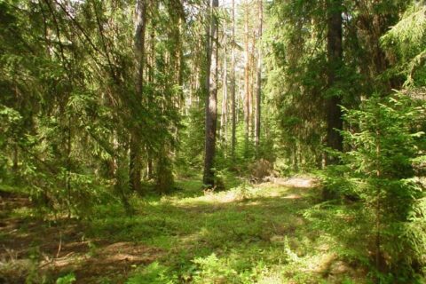 Valstybiniams miškams – dar daugiau teisinės apsaugos