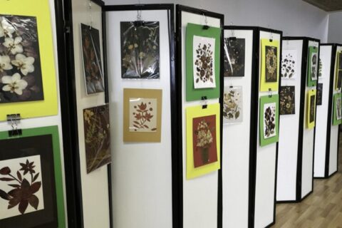Bibliotekoje – paroda „Miegantys žolynai“