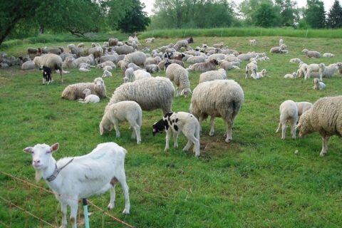 Parama gyvuliams įsigyti – beveik 2 mln. eurų