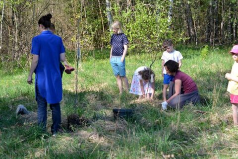 Ritasi milijono ąžuolų sodinimo banga: Uteną pasieks pusantro šimto medelių