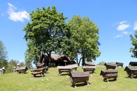 Stripeikiuose praūžė Bitės dienos šventė