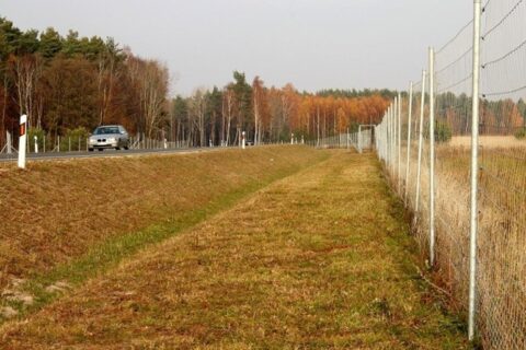 Laukiniai gyvūnai keliuose. Specialistų patarimai vairuotojams