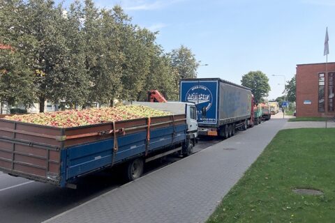 Dėl gausaus obuolių derliaus Anykščiuose nusidriekė eilės
