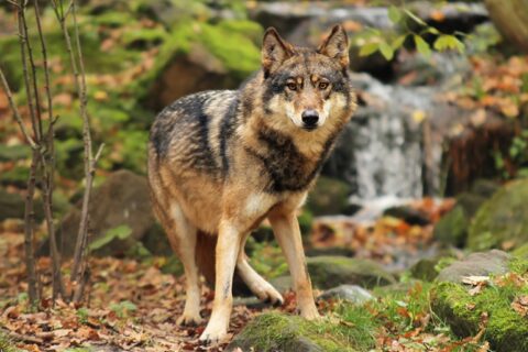 Ministerija siūlo padvigubinti vilkų medžioklės limitą