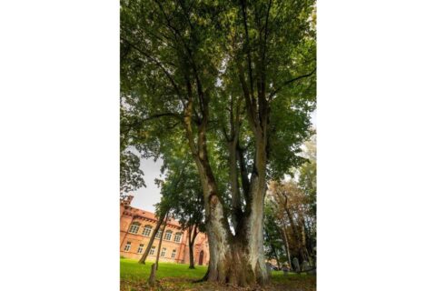Metų medžio rinkimus laimėjo Raudonės liepa