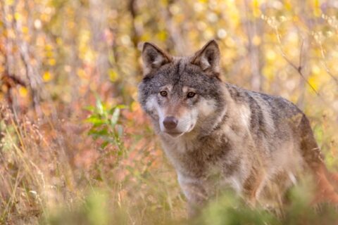 Vilkų apsaugą reguliuos patikslintas jų apsaugos planas