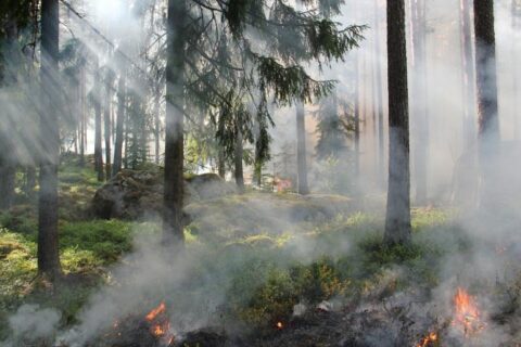 Kovai su miškų gaisrais – naują šiuolaikišką techniką