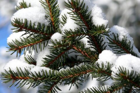 Į girininkijas – eglišakių augalams dengti