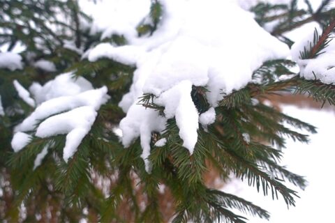 Nemokamų eglių šakų namo parsineš ir uteniškiai