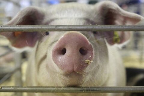 Atsisakantiems auginti kiaulių – 100 eurų išmoka