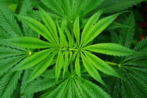 Parama – naujiems produktams iš pluoštinių kanapių