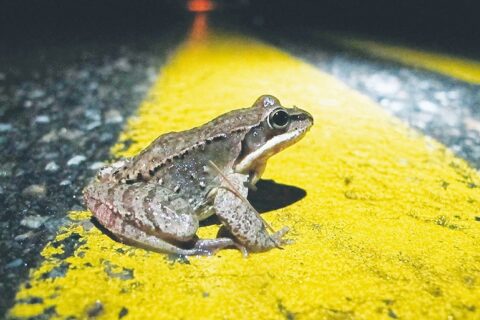 Vairuotojai raginami saugoti per kelią migruojančias varles