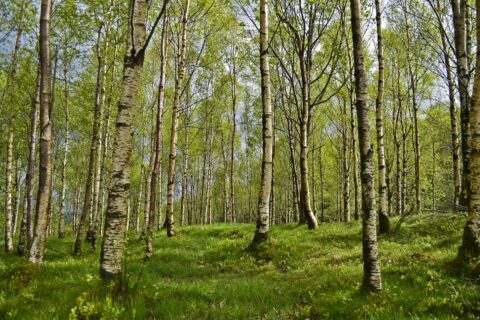 Miškams įveisti paprašyta per 770 tūkst. Eur paramos