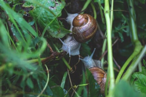 Prasidėjo vynuoginių sraigių rinkimo sezonas