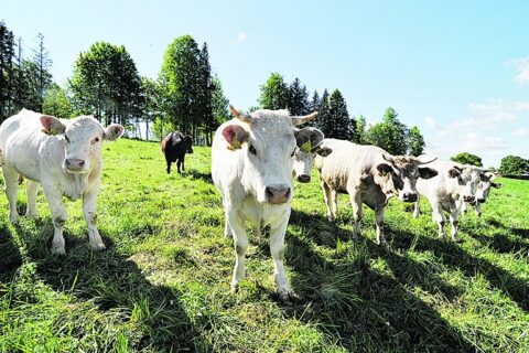 Paramos išmokos už gyvulius – didesnės