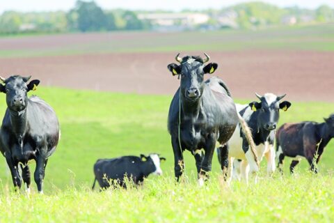 Remiama biodujų gamyba iš biologiškai skaidžių atliekų