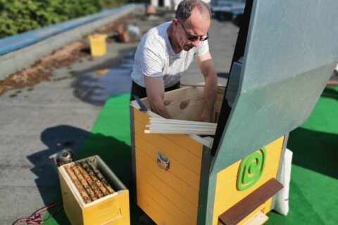 „Utenos trikotažas“ imasi miesto bitininkystės – ant savo stogo įkurdino bičių šeimas