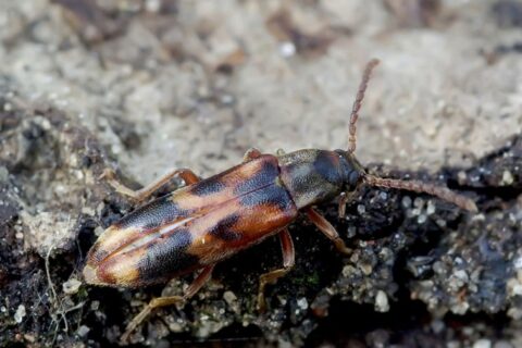 Entomologai aptiko naujų Lietuvos faunai niūravabalių rūšių