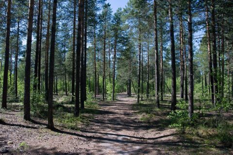 Lietuvoje sužaliuos tūkstančiai hektarų naujų miškų