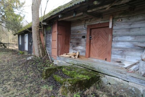 Senojo kaimo ramybę saugo šimtametės liepos (III)