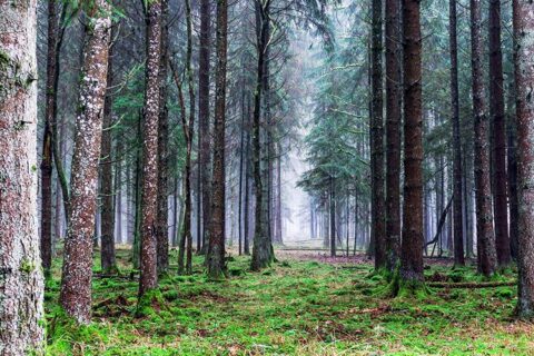 Detektyvas tęsiasi – politikui gresia triguba bauda