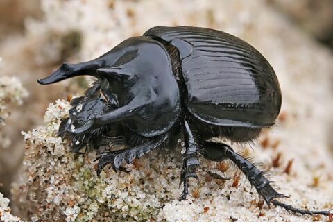 Entomologai aptiko dar vieną naują vabalų rūšį