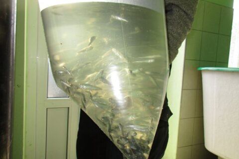 Utenos ir Zarasų rajonų vandens telkiniai praturtinti ežeriniais sykais