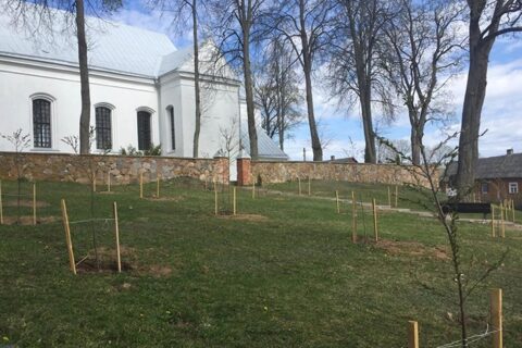Vyžuonose – sakurų sodas