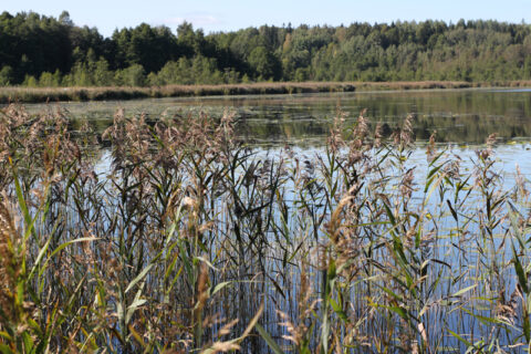 Nurimęs Šarkių kaimas saugo ir šiurpius, ir mielus prisiminimus (VI)