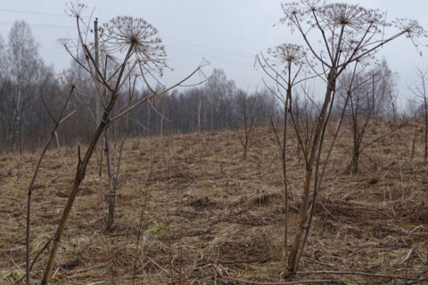 Savivaldybėms – daugiau kaip pusė milijono eurų Sosnovskio barščiui naikinti