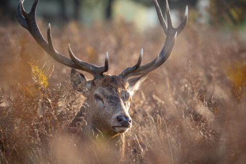 Utenos rajone neteisėtai sumedžiotas taurusis elnias, kurį mėsinėjo sodybos kieme