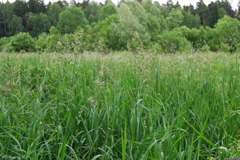 Registrų centras: daugiausia apleistos žemės Vilniaus, Molėtų ir Utenos rajonuose
