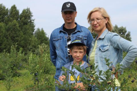 Tauragnų šilauogyne – darbymetis: draugiškai pluša visa šeima