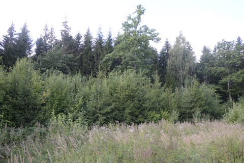 Jaunuolynai gali virsti pelningais miškais