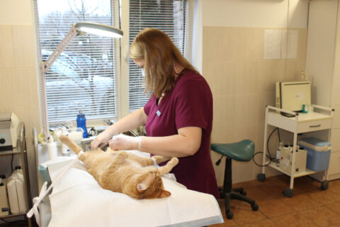 Pusdienis veterinarijos klinikoje: nuo negaluojančio triušio iki paženklinto Faro